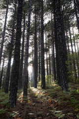 Mountain forest woodland, Troodos mountains Cyprus
