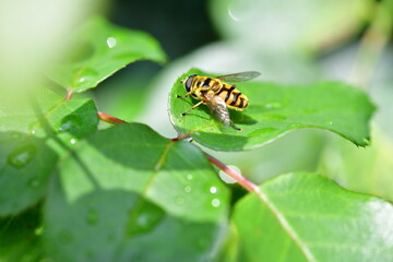 Schwebfliege auf Rosenblatt