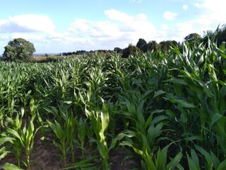 corn field