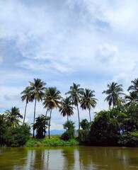 Fototapeta na wymiar coconut trees and blue sky