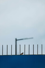 a bird on the railing