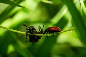 lily leaf beetles life, they're fighting for reproduce in green grass leaf.