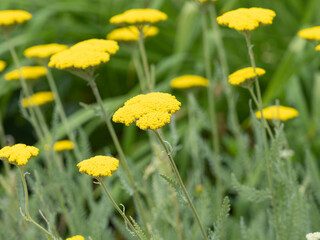 (Achillea filipendulina) Touffes dressées d'achillée à feuilles de fougère ou achillée...