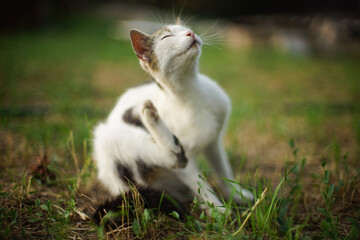 White cat paw scratches behind the ear. Fleas and ticks in domestic animals. Kitty sitting on the grass in evening