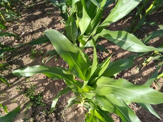 Obraz premium blossom