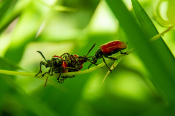 lily leaf beetles life, they're fighting for reproduce in green grass leaf.