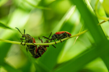 lily leaf beetles life, they're fighting for reproduce in green grass leaf.