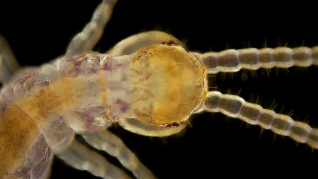 Centipede Lithobius forficatus under the microscope , a predator in the forest, in the forest floor, can also be found in cities, eats insects, spiders, caterpillars, Collembola