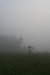 Foggy Morning Landscape