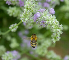 Honey bee harvesting lavender flowers, green leaves background. Bee pollinates lavender flower. Bee looking for nectar of lavender. Close-up, selective focus, blurred, low key