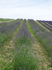 Fototapeta na wymiar Rows of lavender on hillside