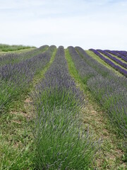 Fototapeta premium Rows of lavender on hillside