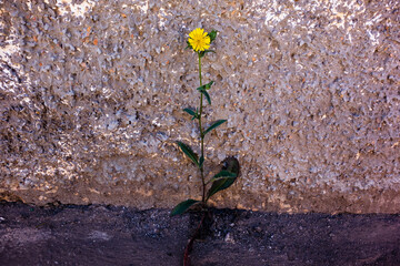 Resistant solitary flower with roots in concrete
