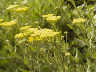 Achillea filipendulina | Achillées filipendulines ou achillées eupatoires à floraison jaune...