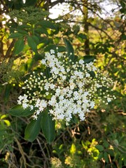 cream white elderflower with yellow and green leaves background