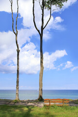 A resting place with a view to the baltic sea  in ghost forest (Gespensterwald) Nienhagen, Baltic Sea - Mecklenburg Western Pomerania, Germany 
