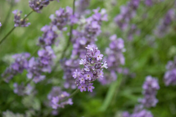 Obraz premium Purple Lavender blossom on green background. Soft focus on lavender flower. Wild violet lavender blooming. Provence nature. Closeup, selective focus, blurred, low key