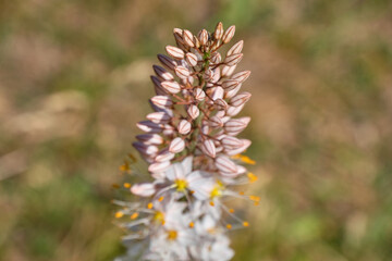 wild flowers in the mounte