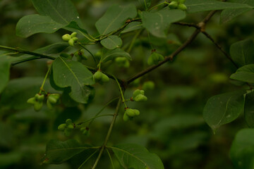 tree with amazing fruits growing in the forest