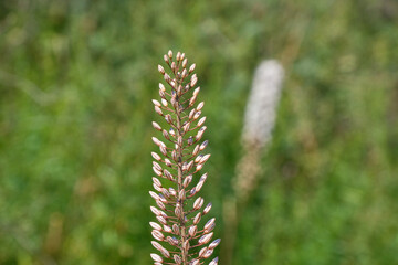 wild flowers in the mounte