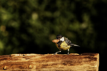Kohlmeise am Futterplatz