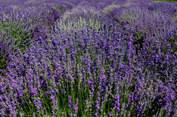 Obraz premium incredibly beautiful rows of planted lavender going into the distance