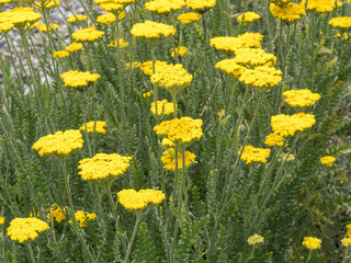 Achillea filipendulina | Achillée à feuilles de fougère aux bouquets plats de minuscules...