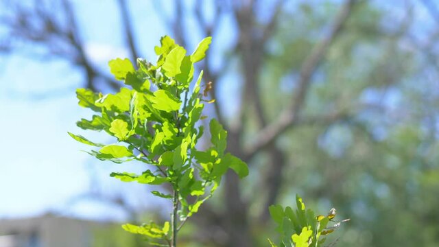Sapling in 4K Slow motion 60fps
