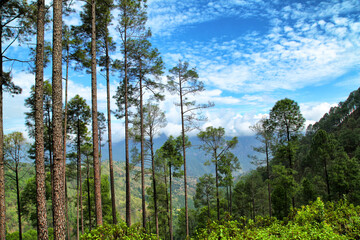 Beautiful view of pine forest at himalaya range, Almora, Ranikhet, Uttarakhand, India.