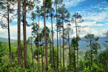 Fototapeta premium Beautiful view of pine forest at himalaya range, Almora, Ranikhet, Uttarakhand, India.
