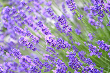 Obraz premium Blossom plant levander with beautiful flowers and green stems.