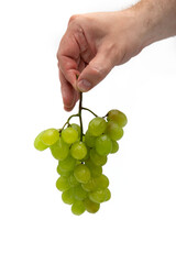 a man's hand holds a branch of green grapes with water drops vertically on a white background