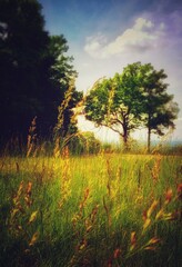Fototapeta premium sunset in the forest