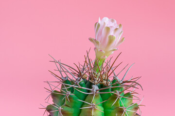 Gymnocalycium mihanovichii cactus on pink paper background.