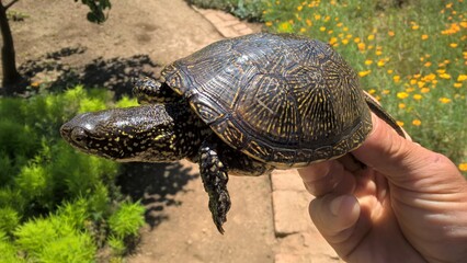 turtle