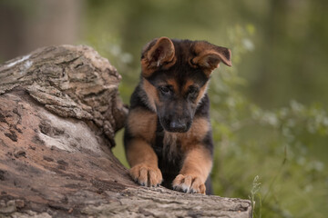 Altdeutscher Schäferhund - Welpe Langstockhaar