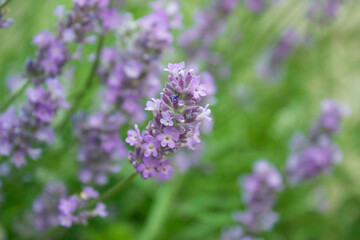 Purple Lavender blossom on green background. Soft focus on lavender flower. Wild violet lavender blooming. Provence nature. Closeup, selective focus, blurred, low key