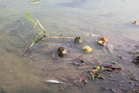 Two frogs in a lake. One frog is looking directly to the camera the other is facing back.