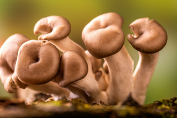 Shimeji mushroom growing on tree