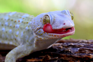 tokay gecko with tongue out on the branch of wood