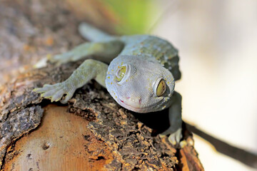 tokay gecko with tongue out on the branch of wood