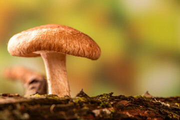 Fototapeta premium Shiitake mushroom growing on tree