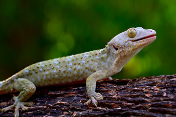 tokay gecko with tongue out on the branch of wood