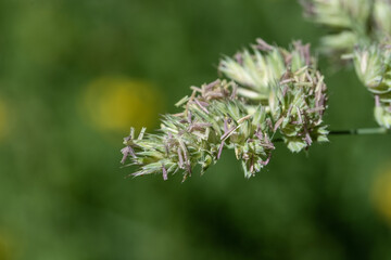 Blühendes Gras, Gräser mit Samen und Pollen (Allergie)