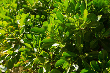 Big tree leaves touched by sunlight. Beautiful natural background. Perfect for backdrop. Colorful