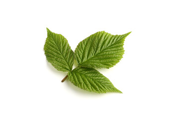 leaf raspberry isolated on a white