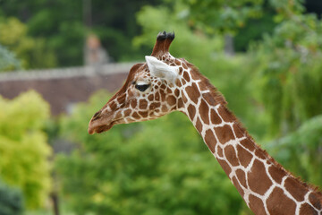 giraffe