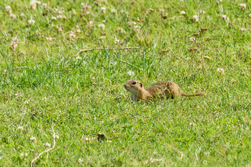 Ground squirrel (Spermophilus) lurking over the grass in the spring meadow 