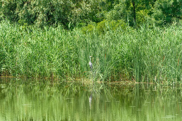 Typical landscape at swamp area of Imperial Pond (Carska bara), large natural habitat for birds and other animals from Serbia. A Great Blue Heron 