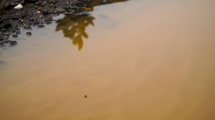 Misty ocean and tree landscape on a rainy day at Cape Froward on the Magellan Strait near Punta Arenas in Chile's Patagonia region.